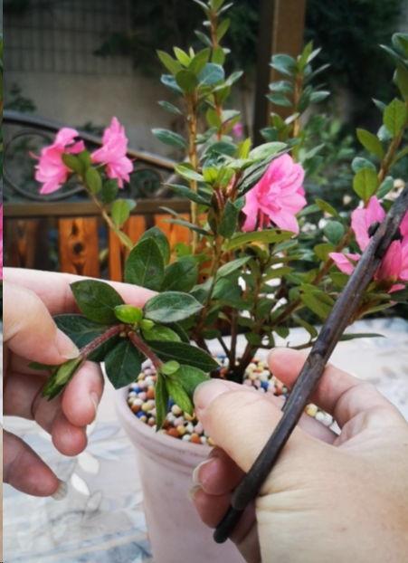 杜鹃花修剪视频,视频教程详解
