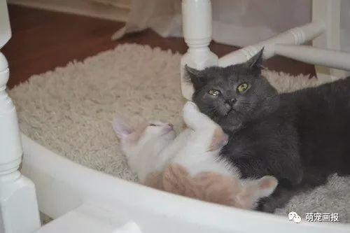 大猫生小猫视频,大猫育儿记