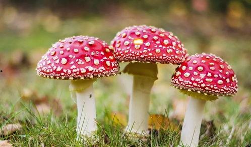 吃瓜黑料蘑菇视频,网络舆论背后的真相与反思