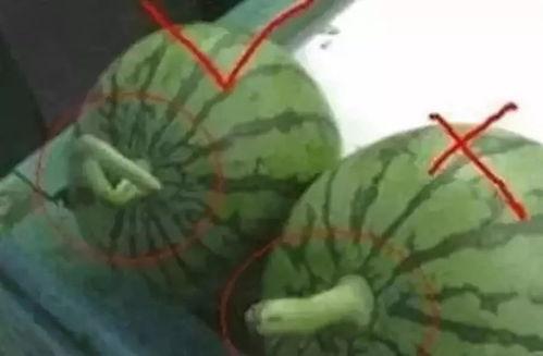 吃瓜的爆料有哪些名字
