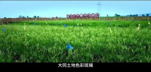 草草青视频,探寻自然之美，感受生命律动