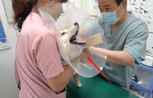 医生打针视频,揭秘医生打针的精准瞬间