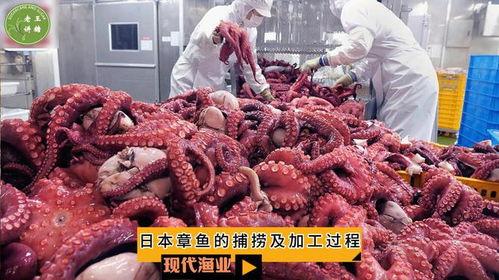 八爪鱼视频,探索无限创意的视觉盛宴