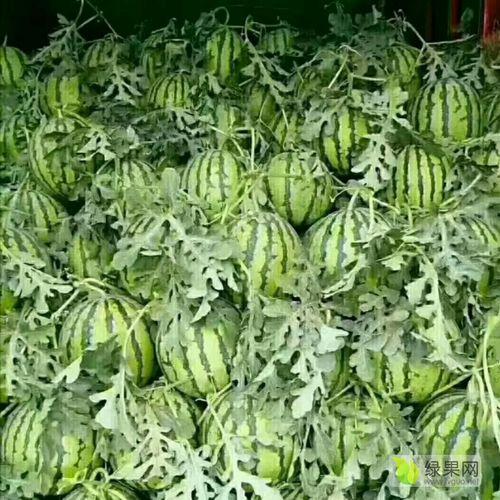 夏邑麒麟瓜今日价格,价格行情一览