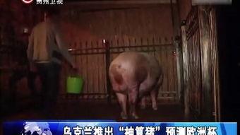 人的交配视频,交配视频背后的科学启示