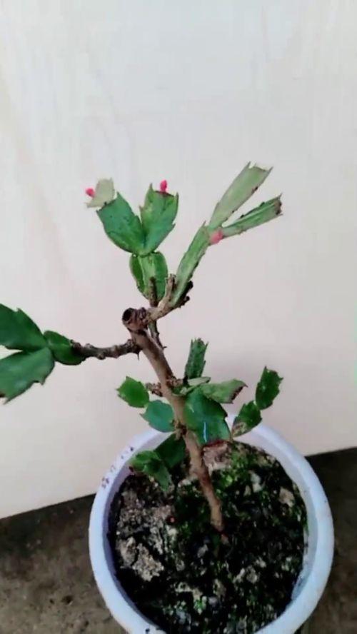 玉树嫁接蟹爪兰视频,一招打造美丽盆栽