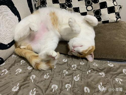 猫咬人视频,揭秘宠物行为背后的秘密