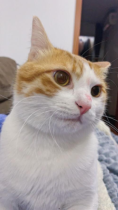 猫咬人视频,揭秘宠物行为背后的秘密