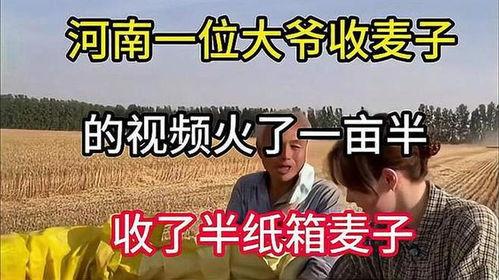 收麦视频,收麦视频背后的故事