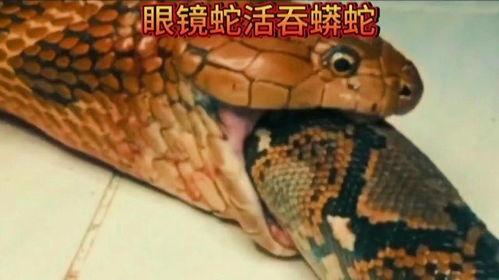 蟒蛇吃狮子并活吞视频,吞噬狮子，展现生存奇迹