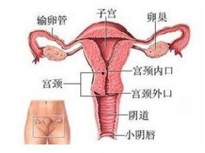阴部视频,阴部视频揭秘