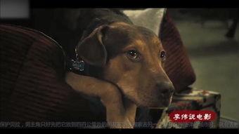 人和狗交配视频,揭秘人狗交配视频背后的真相