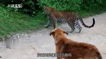 人和狗交配视频,揭秘人狗交配视频背后的真相