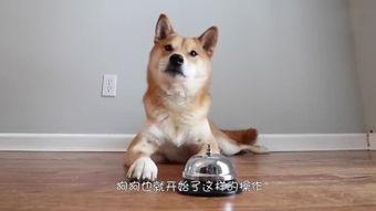 人和狗交配视频,揭秘人狗交配视频背后的真相