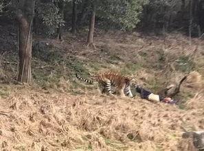 宁波老虎咬人视频全程,宁波老虎咬人事件全程回顾