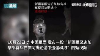 夜狼视频,揭秘神秘夜行生物的惊悚世界