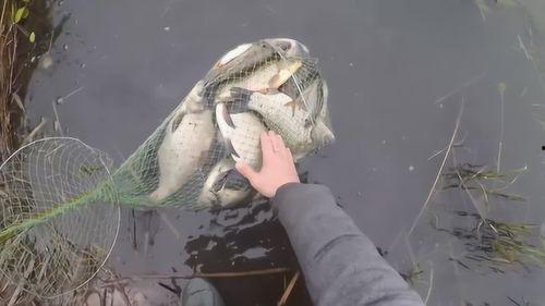 搬鱼视频,揭秘海洋生物搬运的奇妙之旅