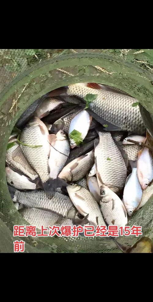搬鱼视频,揭秘海洋生物搬运的奇妙之旅