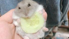 仓鼠可以吃黑瓜不,黑瓜成为新宠
