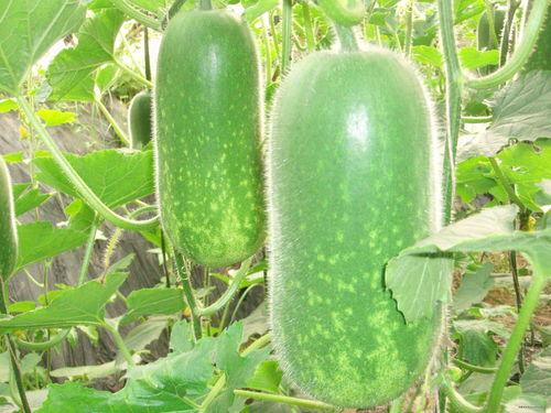 今日宜吃瓜章国华,章国华的瓜界风云