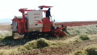 收割机收割视频,收割机高效收割现场直击