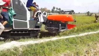 收割机收割视频,收割机高效收割现场直击