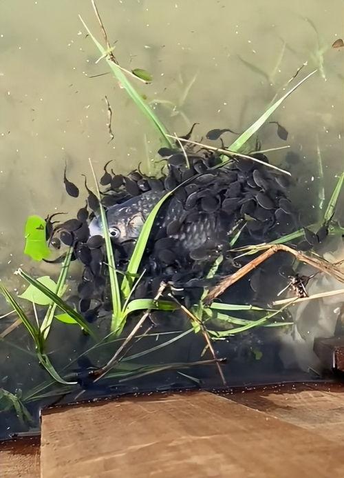 蝌蚪在线视频,蝌蚪在线视频深度解析