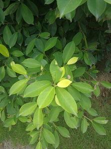 含羞草的视频,揭秘植物界的“害羞精灵”