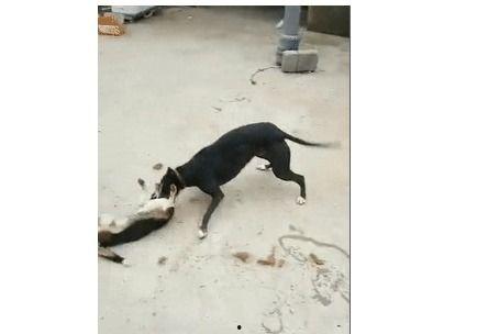 土狗配种视频,自然繁衍的生动写照
