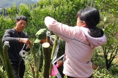 树苗嫁接技术视频,视频解析与实操指南