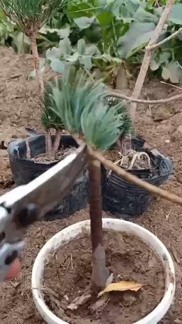 树苗嫁接技术视频,视频解析与实操指南