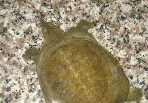 怎样宰杀甲鱼视频,传统技艺与安全操作