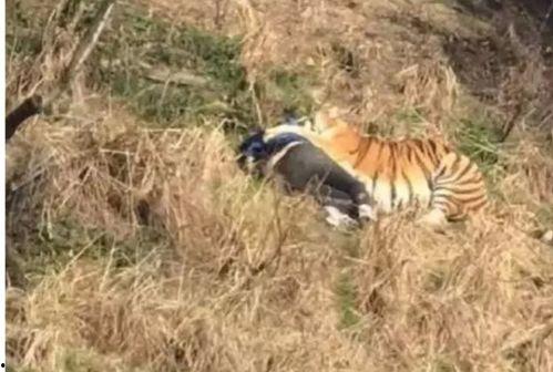 宁波老虎咬人4分钟视频,惊心动魄4分钟生死较量