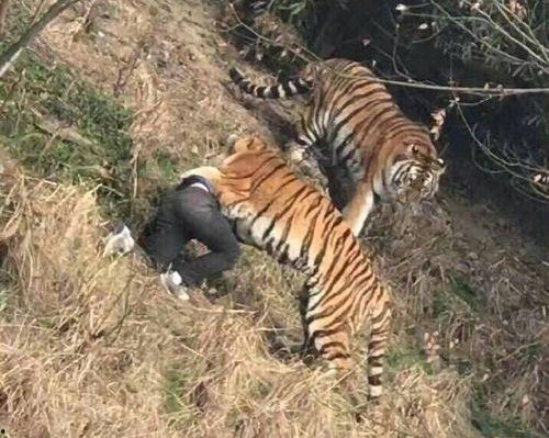 宁波老虎咬人4分钟视频,惊心动魄4分钟生死较量