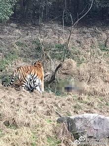 宁波老虎咬人4分钟视频,惊心动魄4分钟生死较量