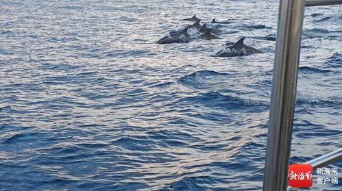 海豚视频,探索海洋生物的奇妙世界