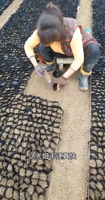 如何铺鹅卵石视频,轻松掌握视频教学步骤