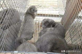 水貂养殖技术视频,从入门到精通