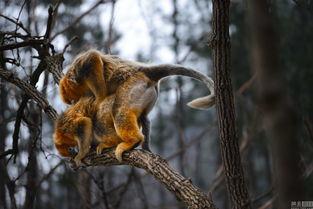 猴子交配的高清视频,揭秘猴子交配高清视频中的生态奥秘
