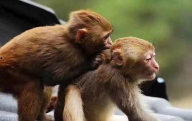 猴子交配的高清视频,揭秘猴子交配高清视频中的生态奥秘