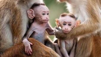 猴子交配的高清视频,揭秘猴子交配高清视频中的生态奥秘