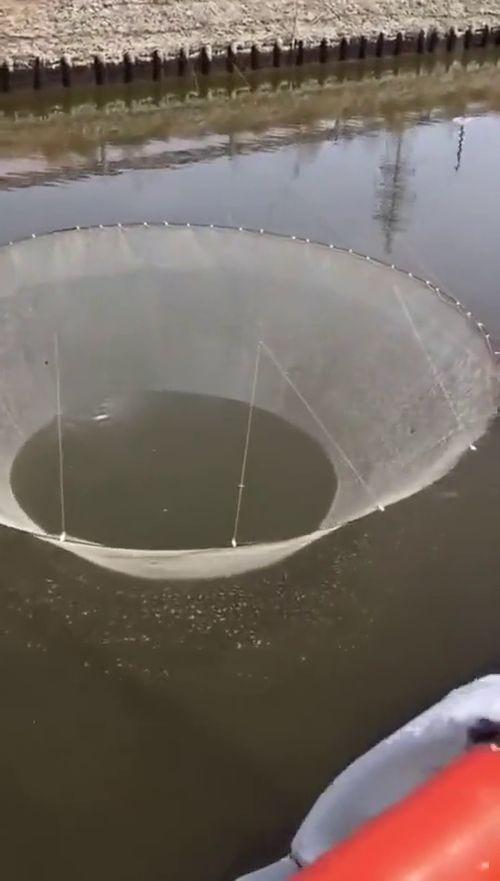 鱼网视频,揭秘海洋生物的奇妙世界