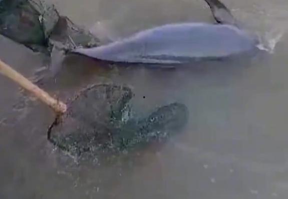 鱼网视频,揭秘海洋生物的奇妙世界