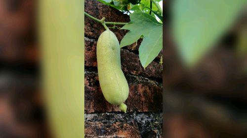 丝瓜的视频,揭秘家常美味丝瓜的独特烹饪技巧