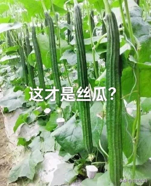 丝瓜的视频,揭秘家常美味丝瓜的独特烹饪技巧