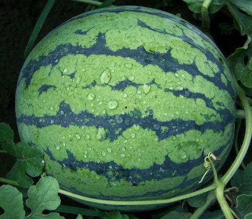 五一黑料爆料吃瓜,娱乐圈惊天大瓜，吃瓜群众纷纷热议